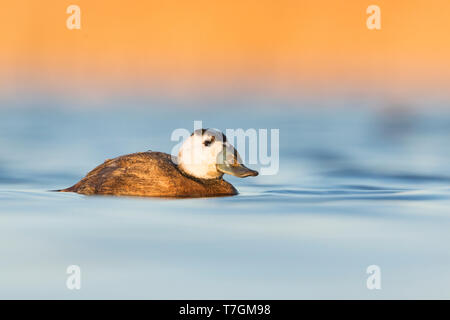 Adult male White-headed Duck (Oxyura leucocephala) swimming with beautiful morning light on a blue colored lake in nature reserve in Spain. Side view  Stock Photo