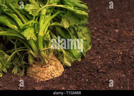 Celeriac or celery root in ground in vegetable garden, close up of turnip-rooted celery Stock Photo