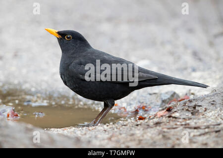 Common Blackbird (Turdus merula), adult male standing on the ground Stock Photo