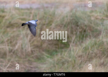 Stock Dove (Columba oenas) in fight over the dunes of Vlieland in the Netherlands. Stock Photo