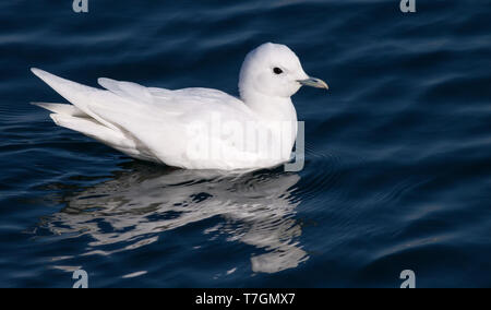 Adult Ivory Gull (Pagophila eburnea) in winter plumage swimming in downtown Plymouth, Massachusetts in the United States. Stock Photo
