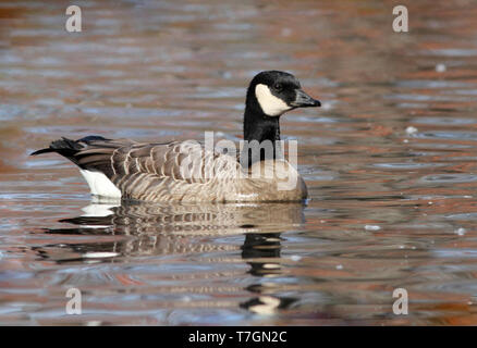 Cackling Goose (Branta hutchinsii) most probably from subspecies hutchinsii swimming in pond in a center campus in Hampshire, Massachusetts, United St Stock Photo