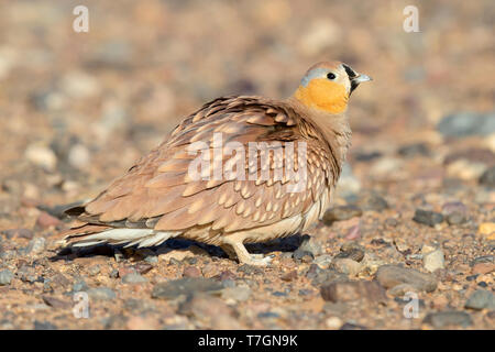 Crowned Sandrgouse (Pterocles coronatus), adult male standing in a stony desert in Morocco Stock Photo