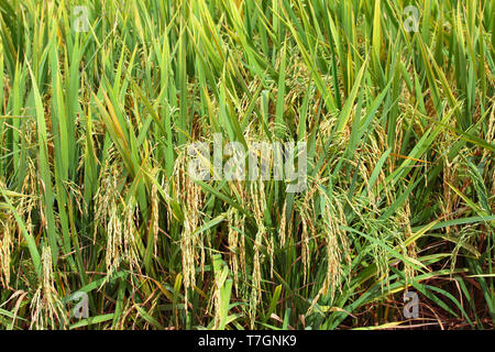 Ripe paddy field at Sekinchan, Malaysia. Stock Photo