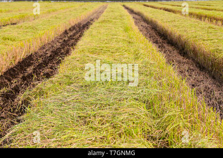 Harvested paddy field at Sekinchan, Malaysia. Stock Photo