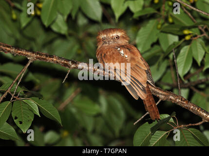 Hodgson's Frogmouth (Batrachostomus hodgsoni) looking out for prey ...