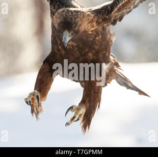 Golden Eagle (Aquila chrysaetos) in a taiga forest around Kuusamo in Finland during cold winter. Landing with legs and claws strectched out. Stock Photo