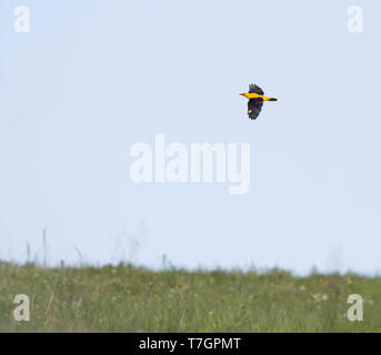 Male Eurasian Golden Oriole (Oriolus oriolus) flying low over Bulgarian field with spring grass and against blue sky. Stock Photo