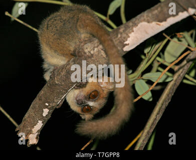 Golden-brown mouse lemur (Microcebus ravelobensis), also known as the Lac Ravelobe or the Ravelobe mouse lemur, in its natural habitat on Madagascar, Stock Photo