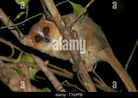 Golden-brown mouse lemur (Microcebus ravelobensis), also known as the Lac Ravelobe or the Ravelobe mouse lemur, in its natural habitat on Madagascar, Stock Photo