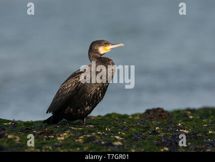 Great Cormorant resting in its natural habitat Stock Photo - Alamy