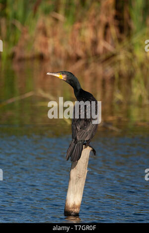 Adult Great Cormorant (Phalacrocorax carbo) perched on a wooden pole in a freshwater lake, during autumn, in the Netherlands. Seen on the back, lookin Stock Photo