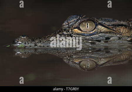 Egypt. Nile Crocodile. Juvenile. Crocodylus niloticus. Stock Photo