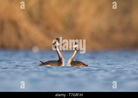 Two Great Crested Grebes (Podiceps cristatus) in courtship in fresh water lake in Austria. Stock Photo