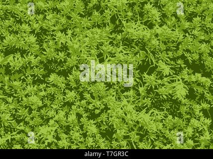 Grunge texture background. Vector illustration. Abstract textured green background Stock Vector