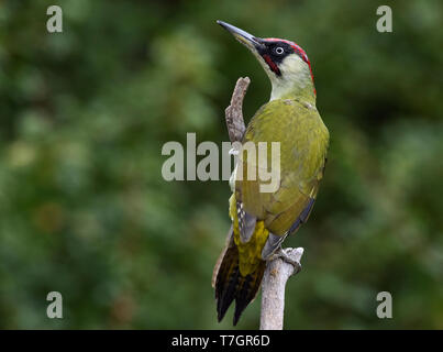 Male Green Woodpecker (Picus viridis) in Bulgarian garden during autumn. Seen from the back. Stock Photo