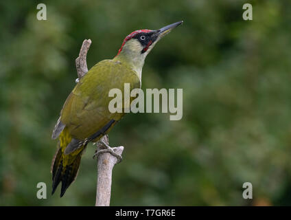 Male Green Woodpecker (Picus viridis) perched in Bulgarian garden during autumn. Stock Photo