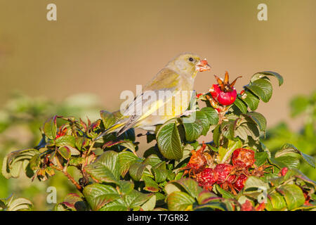 Female European Greenfinch in the fall foraging on one Japanese Rose Stock Photo