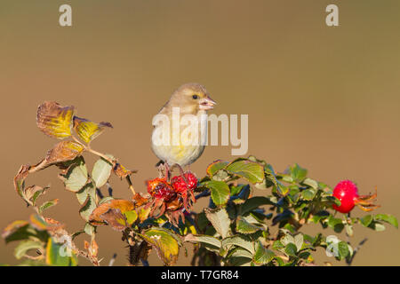 Female European Greenfinch in the fall foraging on one Japanese Rose Stock Photo