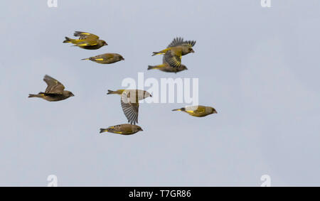 European Greenfinches (Chloris chloris) flying by during winter in The Netherlands. Stock Photo