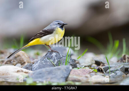 Adult male Grey Wagtail (Motacilla cinerea ssp. cinerea) perched on the ground in Morocco. Stock Photo