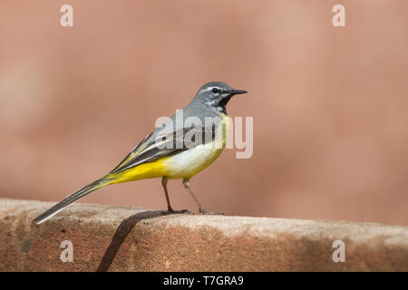 Adult male Grey Wagtail (Motacilla cinerea ssp. cinerea) perched on the ground in Morocco. Stock Photo