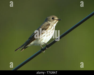 Grey-streaked Flycatcher (Muscicapa griseisticta) on Heuksan do island - South Korea. Perched on a wire. Stock Photo