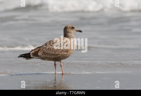 American Herring Gull, Larus smithsonianus, 1stWinter standing at Cape May beach, New Jersey, USA Stock Photo