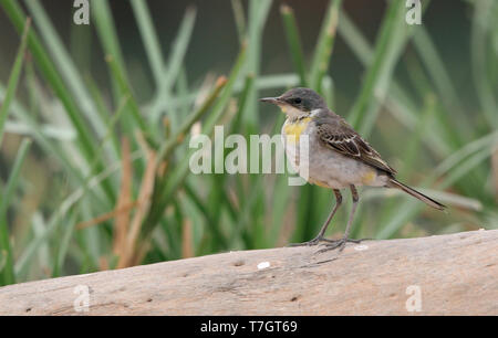 Male Eastern Yellow Wagtail (Motacilla tschutschensis) walking on the ground at Bahkplee, Nakorn Nayok in Thailand. Stock Photo
