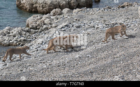 Family of wild Cougars (Puma concolor concolor) in Torres del Paine national park in Chile. Walking on side of river. Female looking back at large cub Stock Photo