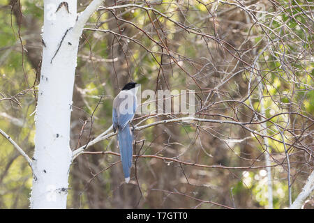 Asian Azure-winged Magpie (Cyanopica cyanus cyanus), Russia (Baikal), adult perched in a tree in a forest.