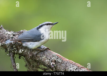Asian Nuthatch (Sitta europaea asiatica), Russia (Ural), adult perched in a tree. Stock Photo