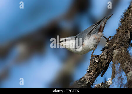 Asian Nuthatch (Sitta europaea asiatica), Russia (Ural), adult perched in a tree. Stock Photo
