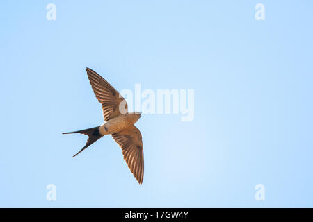 Adult Red-rumped Swallow (Cecropis daurica) in spring on the island on Lesvos, Greece. A striped individual, seen from below. Stock Photo