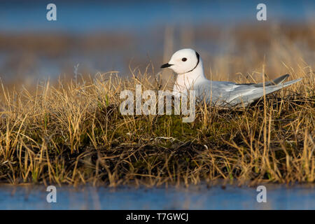 Adult Ross's Gull (Rhodostethia rosea) on its nest in breeding plumage during the short arctic spring in Barrow, Alaska, USA in June 2018 Stock Photo