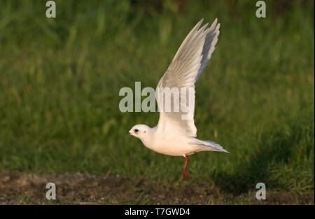 Adult winter Ross's Gull (Rhodostethia rosea) on Surfer's Beach in San Mateo county, California, United States. Taking off from a meadow. Stock Photo