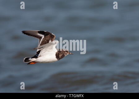 Ruddy Turnstone (Arenaria interpres) during autumn migration flying along the coast at Vlieland in the Netherlands. Side view, showing under wing. Stock Photo