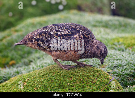 Rufous-bellied Seedsnipe (Attagis gayi) foraging in the high Andes of Ecuador Stock Photo