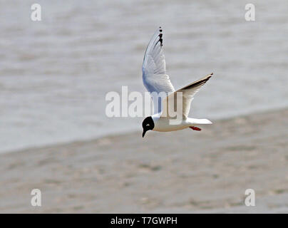 Saunders's gull (Chroicocephalus saundersi) adult in flight Stock Photo