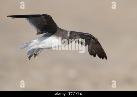 Sooty Gull (Ichthyaetus hemprichii), adult in winter plumage in flight Stock Photo