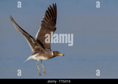 Sooty Gull (Ichthyaetus hemprichii), adult in winter plumage in flight Stock Photo