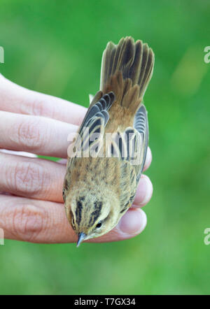 Adult Sedge Warbler (Acrocephalus schoenobaenus) in the hand, caught during autumn migration on ringing session on a banding station in the Netherland Stock Photo