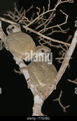 Western woolly lemur or western avahi (Avahi occidentalis) is a species of woolly lemur native to western Madagascar, where they live in dry deciduous Stock Photo