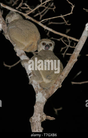 Western woolly lemur or western avahi (Avahi occidentalis) is a species of woolly lemur native to western Madagascar, where they live in dry deciduous Stock Photo