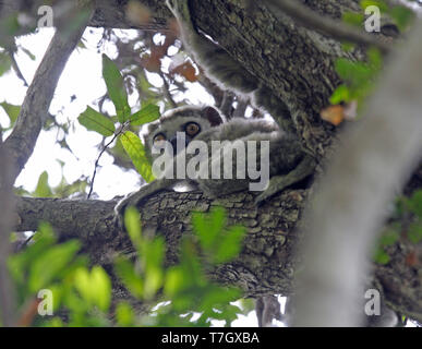 Western woolly lemur or western avahi (Avahi occidentalis) is a species of woolly lemur native to western Madagascar, where they live in dry deciduous Stock Photo