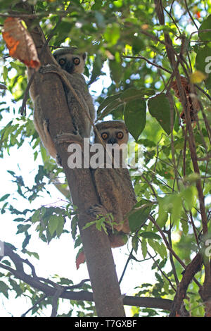 Western woolly lemur or western avahi (Avahi occidentalis) is a species of woolly lemur native to western Madagascar, where they live in dry deciduous Stock Photo