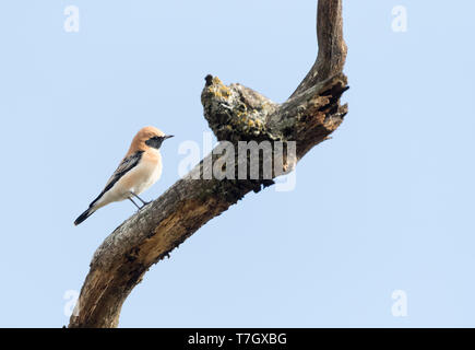 Adult male Western Black-eared Wheatear (Oenanthe hispanica) in autumn plumage in late August in northern Spain. Stock Photo