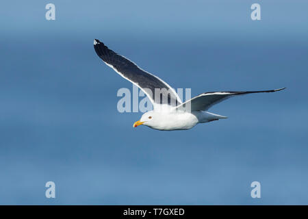 Adult Western Gull (Larus occidentalis) in flight with pacific ocean as a background in San Diego County, California. Stock Photo