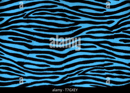 Blue zebra fur background texture close up view Stock Photo