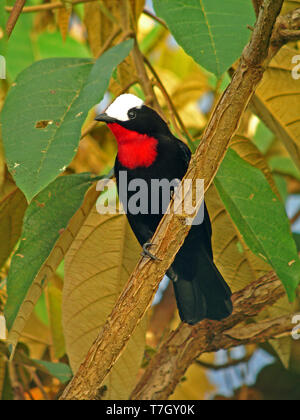 White-capped Tanager (Sericossypha albocristata) perched in humid forest in Andes in Colombia. Stock Photo